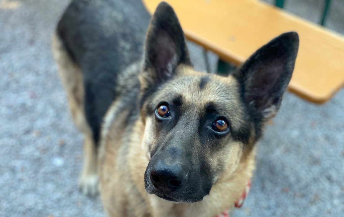 Hofbrauhaus Columbus Deutsche Dogs